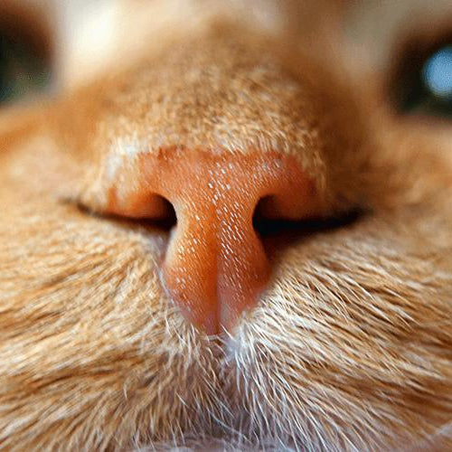 What Your Cat’s Nose is Trying to Tell You